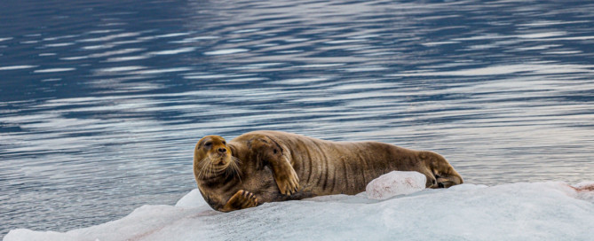 arctic-expedition-bearded-seal