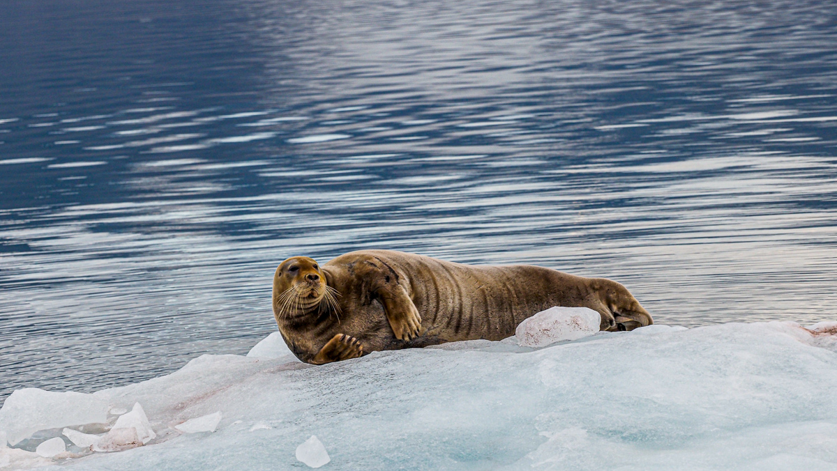 arctic-expedition-phoque-barbu-sur-banquise