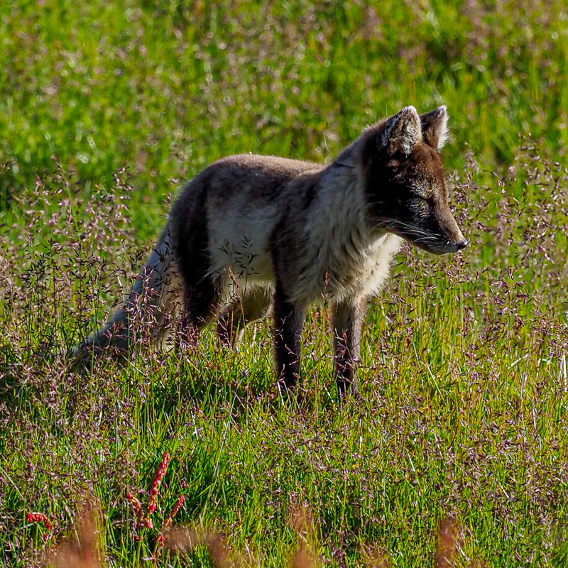 arctic-expedition-fox2 arctic-expedition-fox2