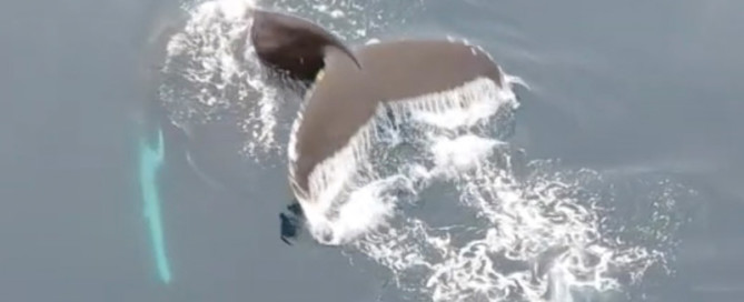 expedition arctic rencontre polaire baleine