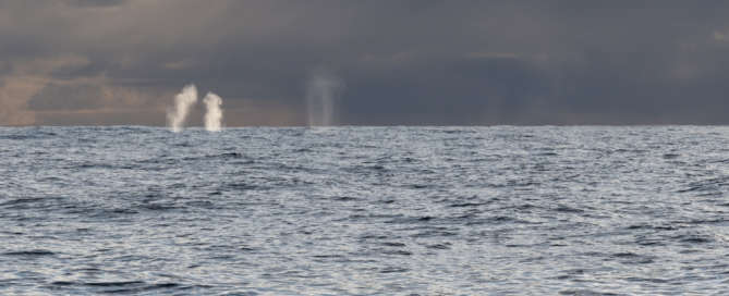 Souffles de baleines au loin fondation pacifique
