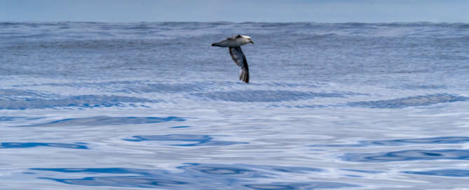 AE-2021-IMPRESSIONS_fulmar1