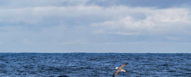 AE-2021-IMPRESSIONS_fulmar2