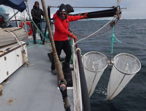 Polar cod sampling campaign in Disko Bay