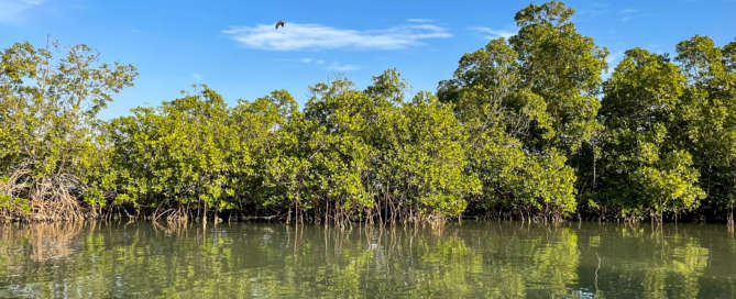 JOUR1-Gambie-mangroves