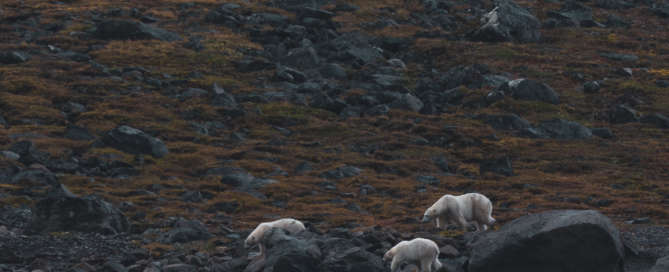 Descente-Labrador (1)