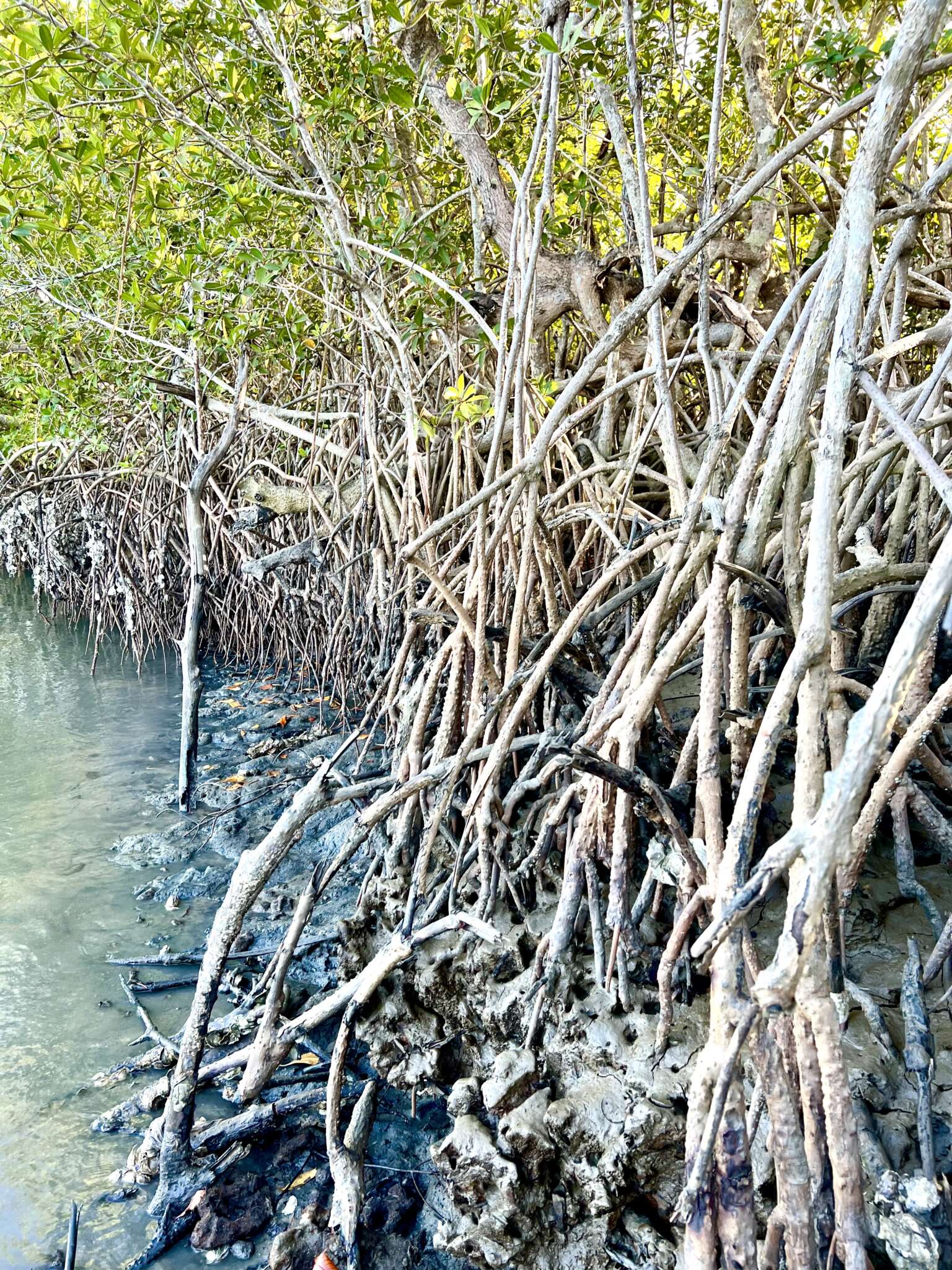 Mangroves2 scaled-pacifique